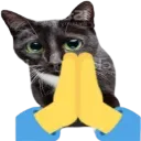 cat_pray