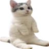 :catsittingverycomfortable: