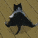 BREAKDANCECAT