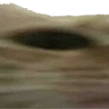 cat_wide1 Discord emoji