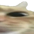 cat_wide3 Discord emoji