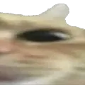 cat_wide3 cat_wide3