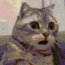 cat_greyohmygod cat_greyohmygod
