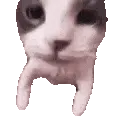 catKISS