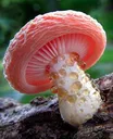 mushroom