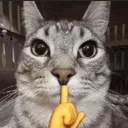 TerranCatQuiet