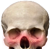 skullblush Discord emoji