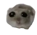 hamster