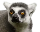 lemurreaction