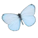 bluebutterfly