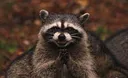 evilracoon evilracoon
