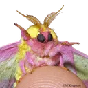 moph