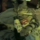 emoji_cat1 Discord Emoji