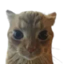 cat_stare_1