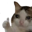 kyotaxSadcat Discord Emoji