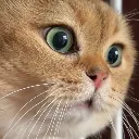 catshock catshock