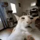 guh