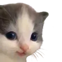 p_hehe
