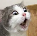 Cat_shock5