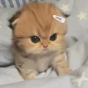 cutebillu_gucha cutebillu_gucha
