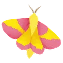 moth
