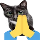 praycat