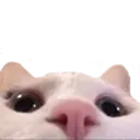 cat_loom