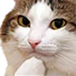 catPonder