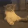 Boner