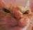 angyorangecat