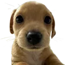 ouppy