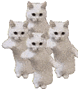 catTimePartyezgif Discord Emoji