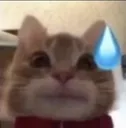 awkwardcat