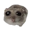 sadhamster