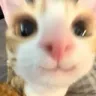 Gato