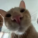 hoi