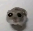 Sadhamster SadHamster Discord Emoji