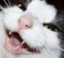 CatKek CatKek