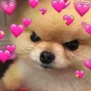 doggu_angry doggu_angry
