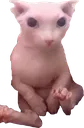 bingus bingus