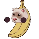 Ferretbanana2 Ferretbanana2