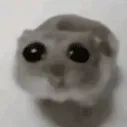 sadHamster