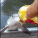 FishBeer