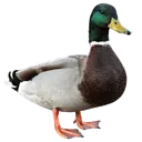 duck
