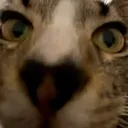 Omanscat Discord Emoji