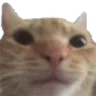 WeirdCat