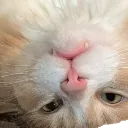 bernard1