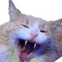 bernardscream