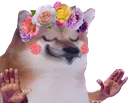 dogflowers dogflowers