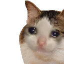 CatSadLikeGIF